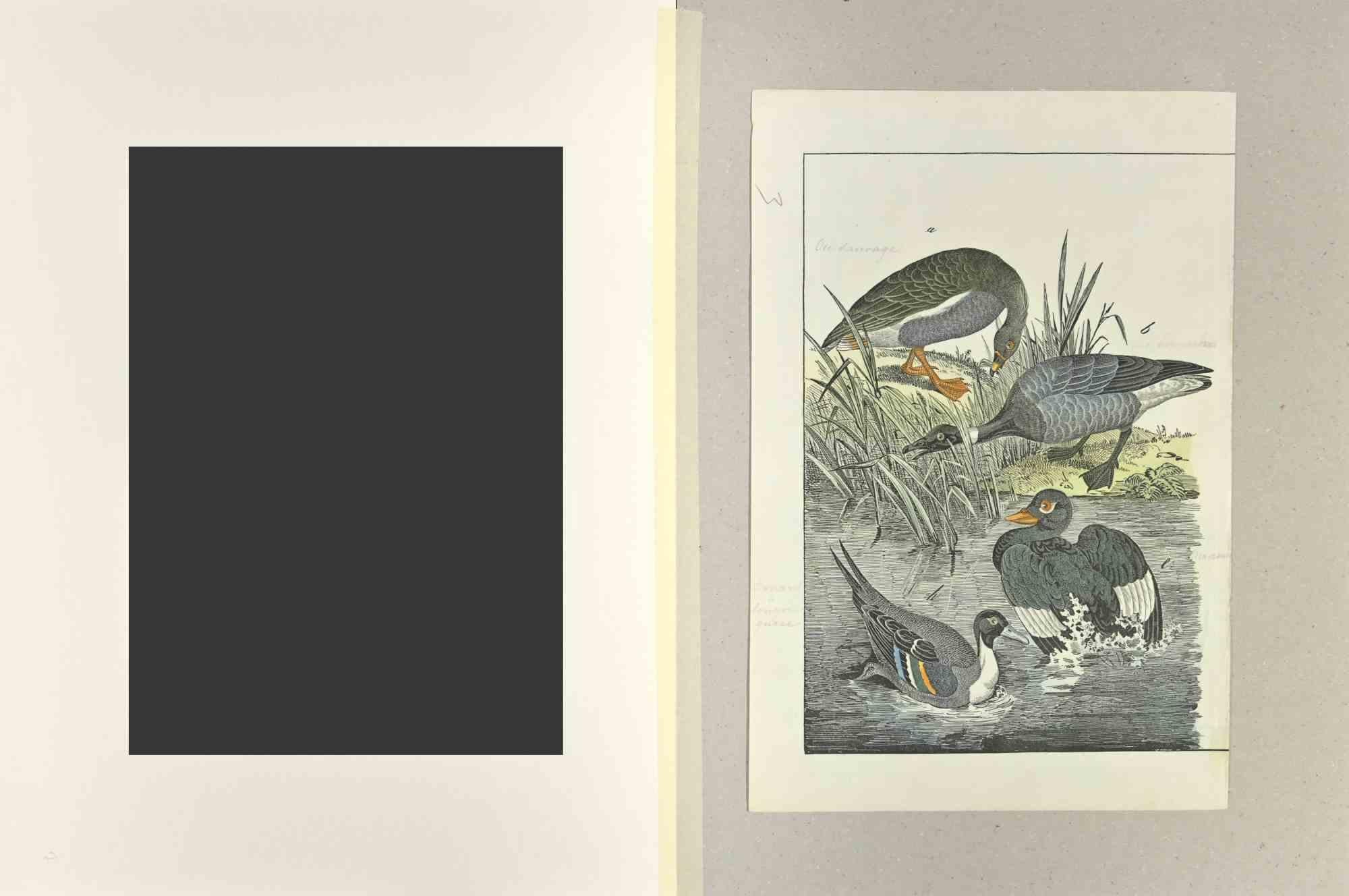Wild Goose - Etching by Johann Friedrich Naumann - 1840 For Sale 1