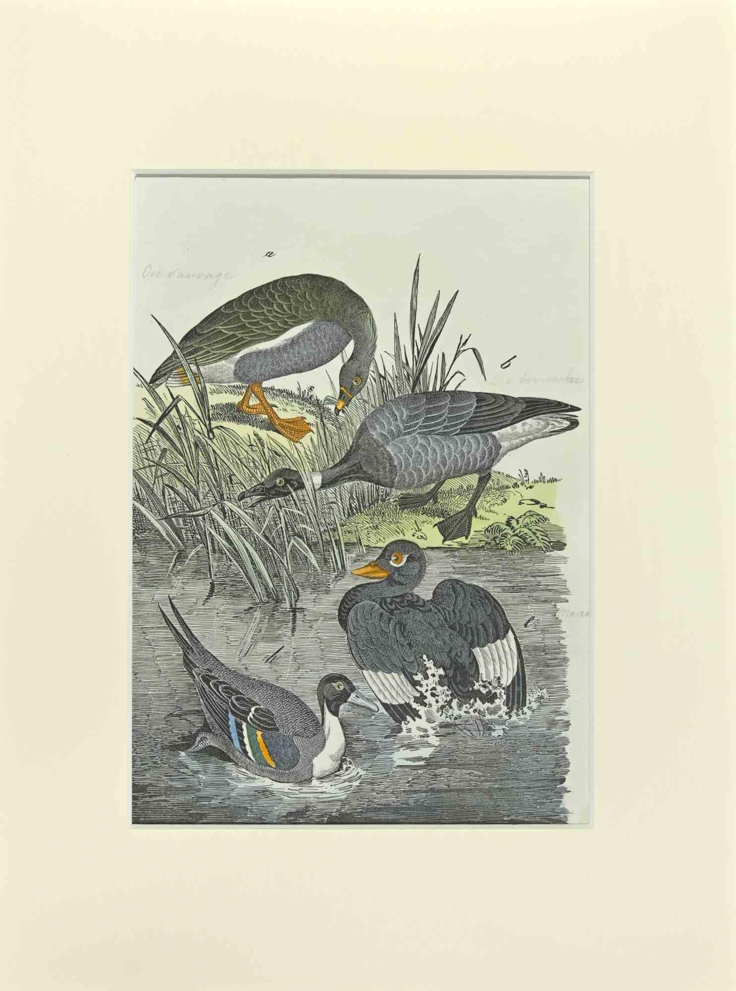Wild Goose - Etching by Johann Friedrich Naumann - 1840