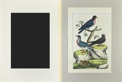 Wood Pigeon - Etching by Johann Friedrich Naumann - 1840