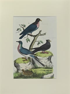 Wood Pigeon - Etching by Johann Friedrich Naumann - 1840