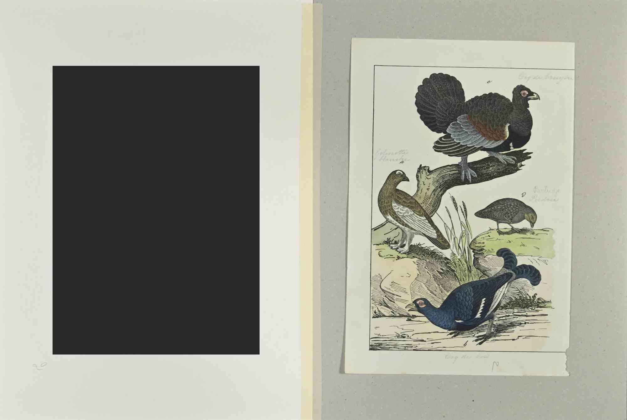 Wood Rooster - Etching by Johann Friedrich Naumann - 1840 For Sale 1