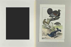 Wood Rooster - Etching by Johann Friedrich Naumann - 1840