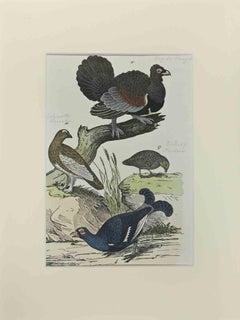 Wood Rooster - Etching by Johann Friedrich Naumann - 1840