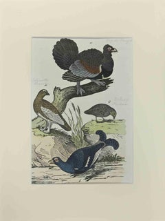 Coq en bois - Gravure de Johann Friedrich Naumann - 1840