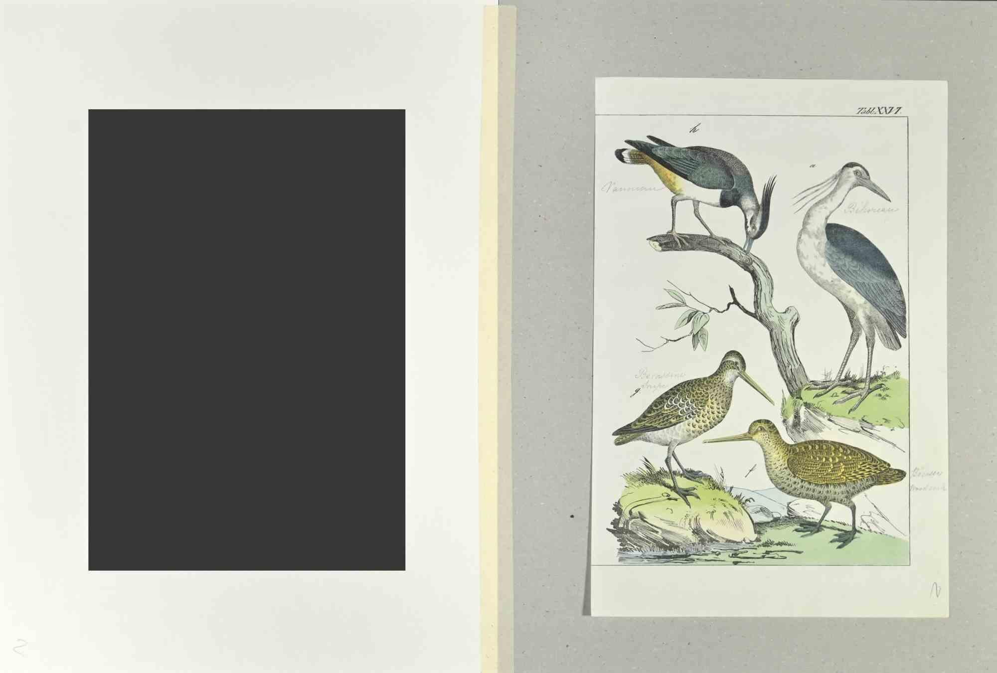 Woodcock - Etching by Johann Friedrich Naumann - 1840 For Sale 1