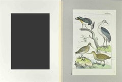 Woodcock - Etching by Johann Friedrich Naumann - 1840