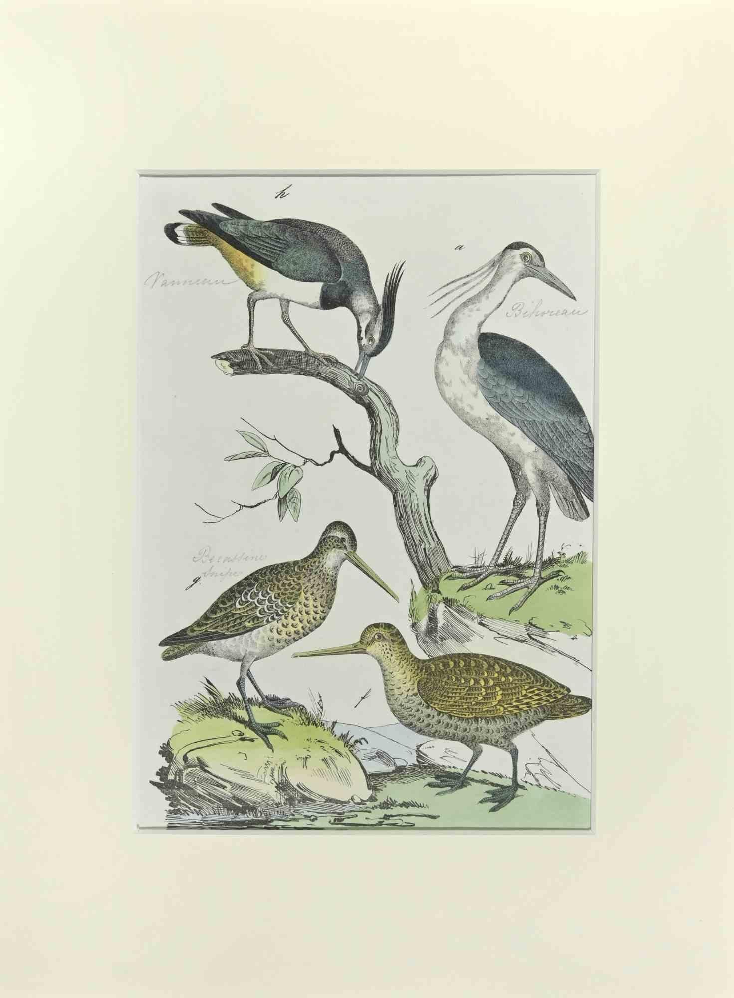 Woodcock is an etching hand colored realized by Gotthilf Heinrich von Schubert - Johann Friedrich Naumann, Illustration from Natural history of birds in pictures, published by Stuttgart and Esslingen, Schreiber and Schill 1840 ca. 

Illustration