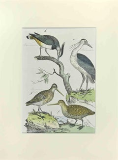 Woodcock - Etching by Johann Friedrich Naumann - 1840