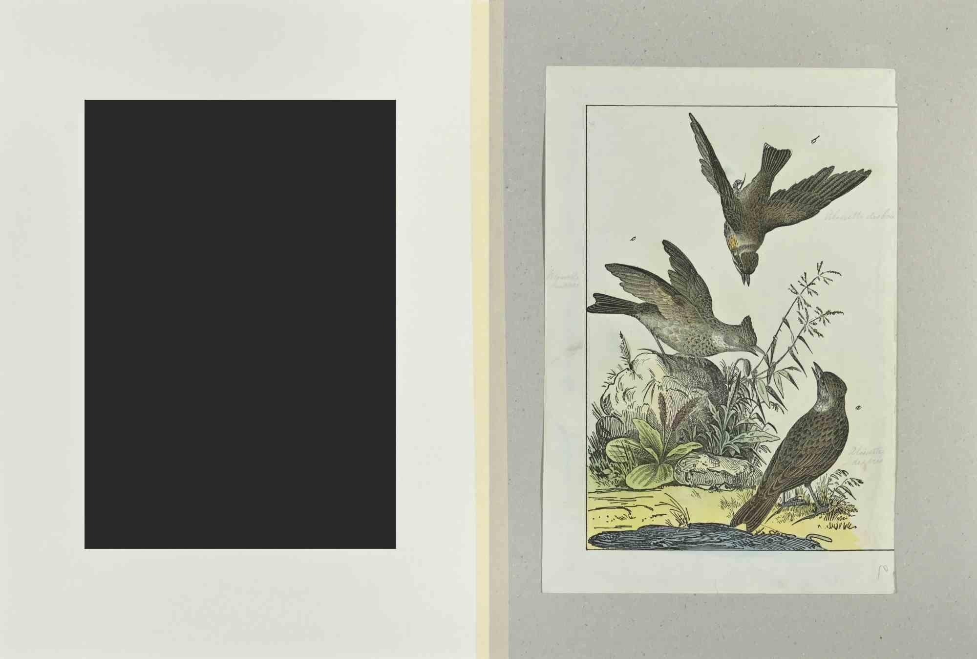 Woodlark - Etching by Johann Friedrich Naumann - 1840 For Sale 1