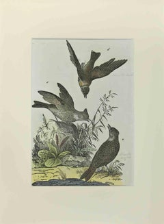 Woodlark - Etching by Johann Friedrich Naumann - 1840