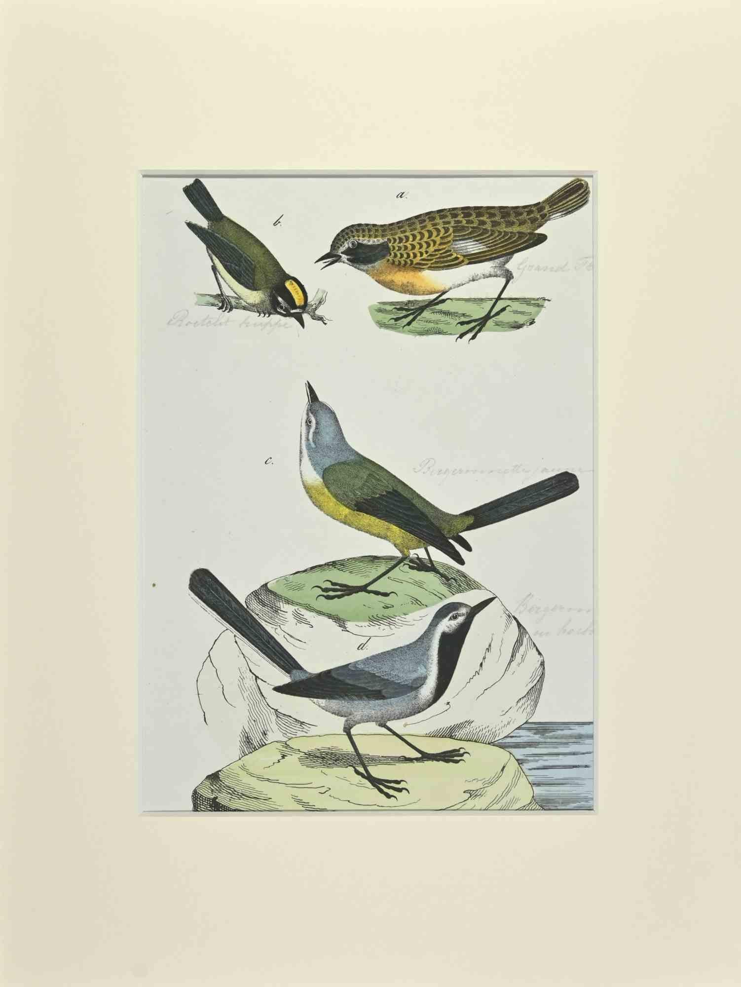 Yellow Wagtail is an Etching hand colored realized by Gotthilf Heinrich von Schubert - Johann Friedrich Naumann, Illustration from Natural history of birds in pictures, published by Stuttgart and Esslingen, Schreiber and Schill 1840 ca. 

Johann