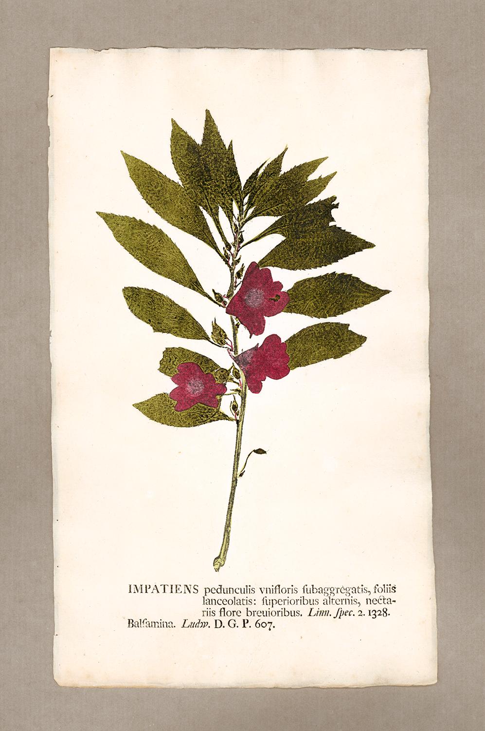 Johann Hieronymus Kniphof  Figurative Print - Botanica in Originali, seu Herbarium Vivum - "Nature Printed Plants" -10