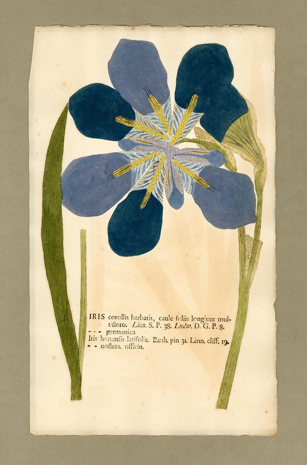 Johann Hieronymus Kniphof  Black and White Photograph - Botanica in Originali, seu Herbarium Vivum - "Nature Printed Plants" -14