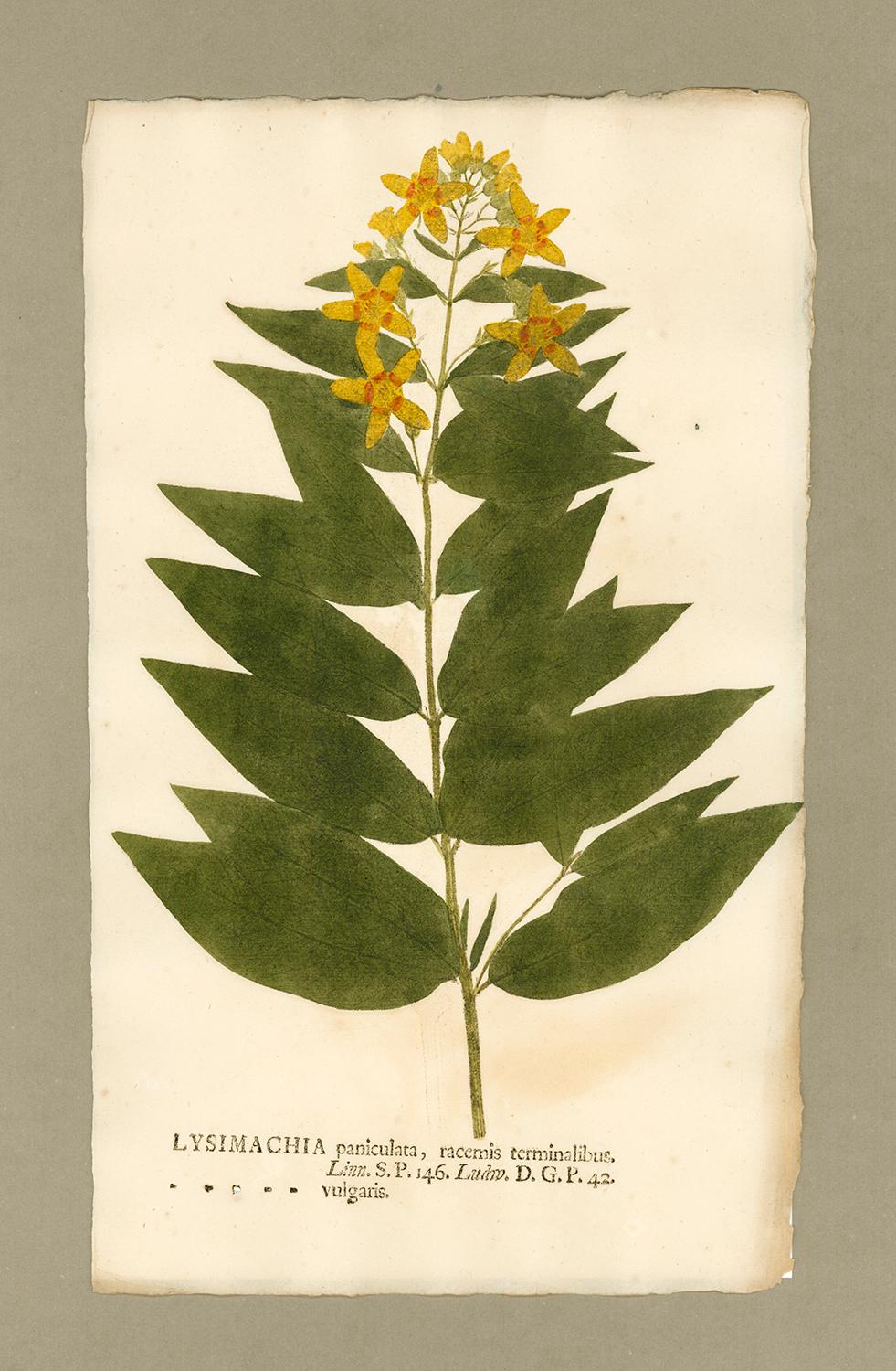 Johann Hieronymus Kniphof  Black and White Photograph - Botanica in Originali, seu Herbarium Vivum - "Nature Printed Plants" -15