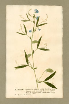 Mid-18th Century Photography