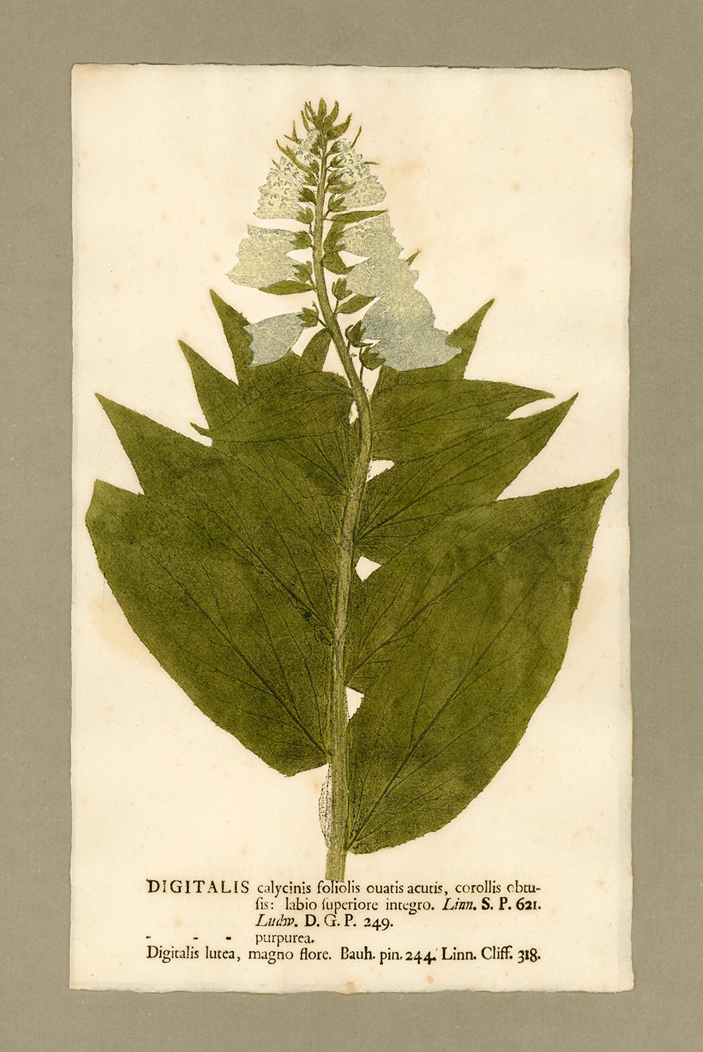 Johann Hieronymus Kniphof  Figurative Print - Botanica in Originali, seu Herbarium Vivum - "Nature Printed Plants" -18