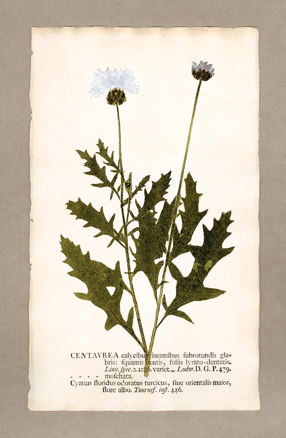 Johann Hieronymus Kniphof  Black and White Photograph - Botanica in Originali, seu Herbarium Vivum - "Nature Printed Plants" -2