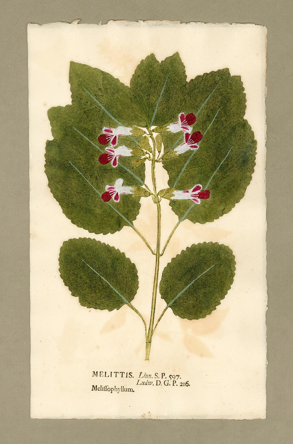 Johann Hieronymus Kniphof  Figurative Print - Botanica in Originali, seu Herbarium Vivum - "Nature Printed Plants" -21