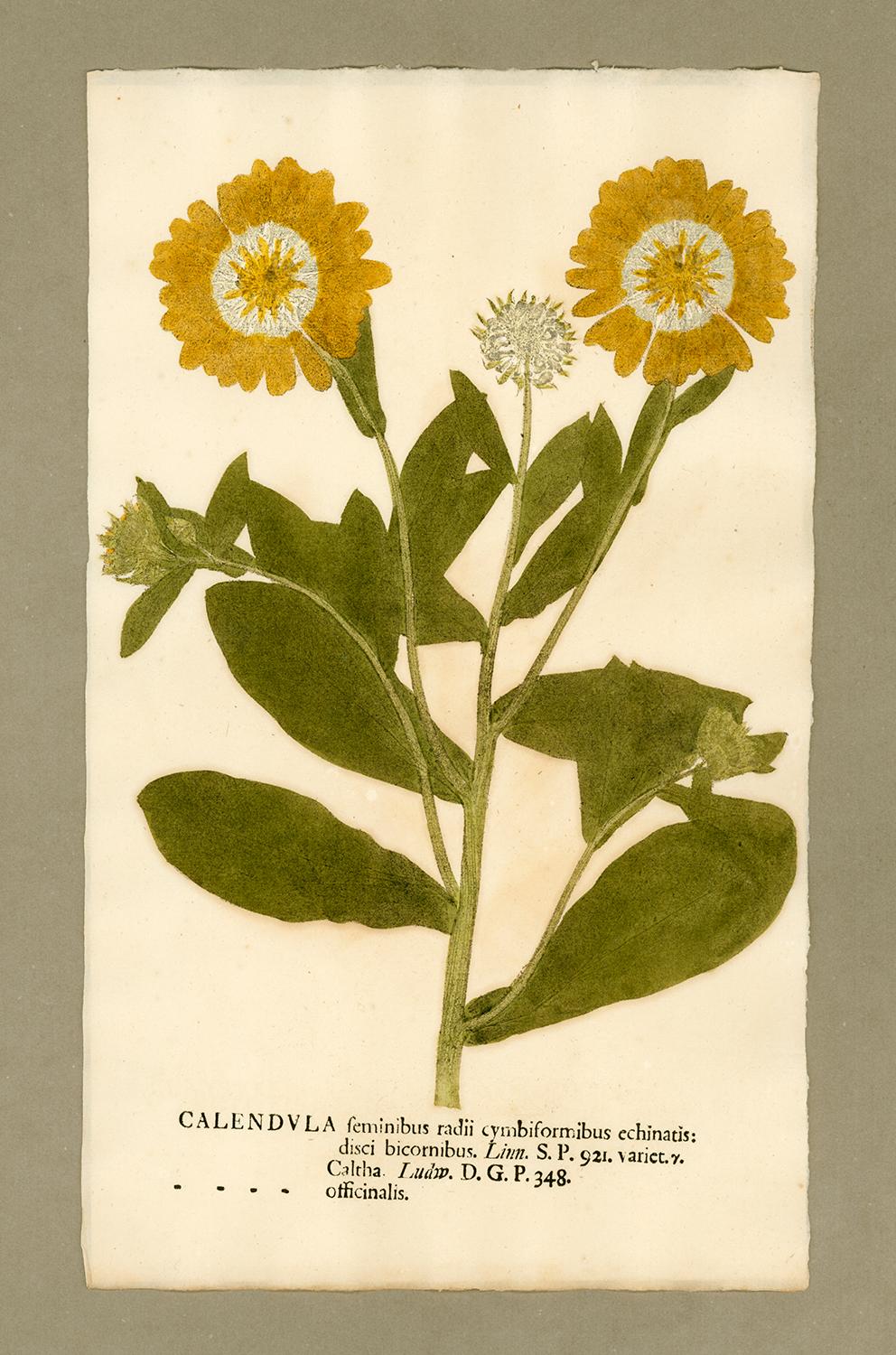 Johann Hieronymus Kniphof  Black and White Photograph - Botanica in Originali, seu Herbarium Vivum - "Nature Printed Plants" -22