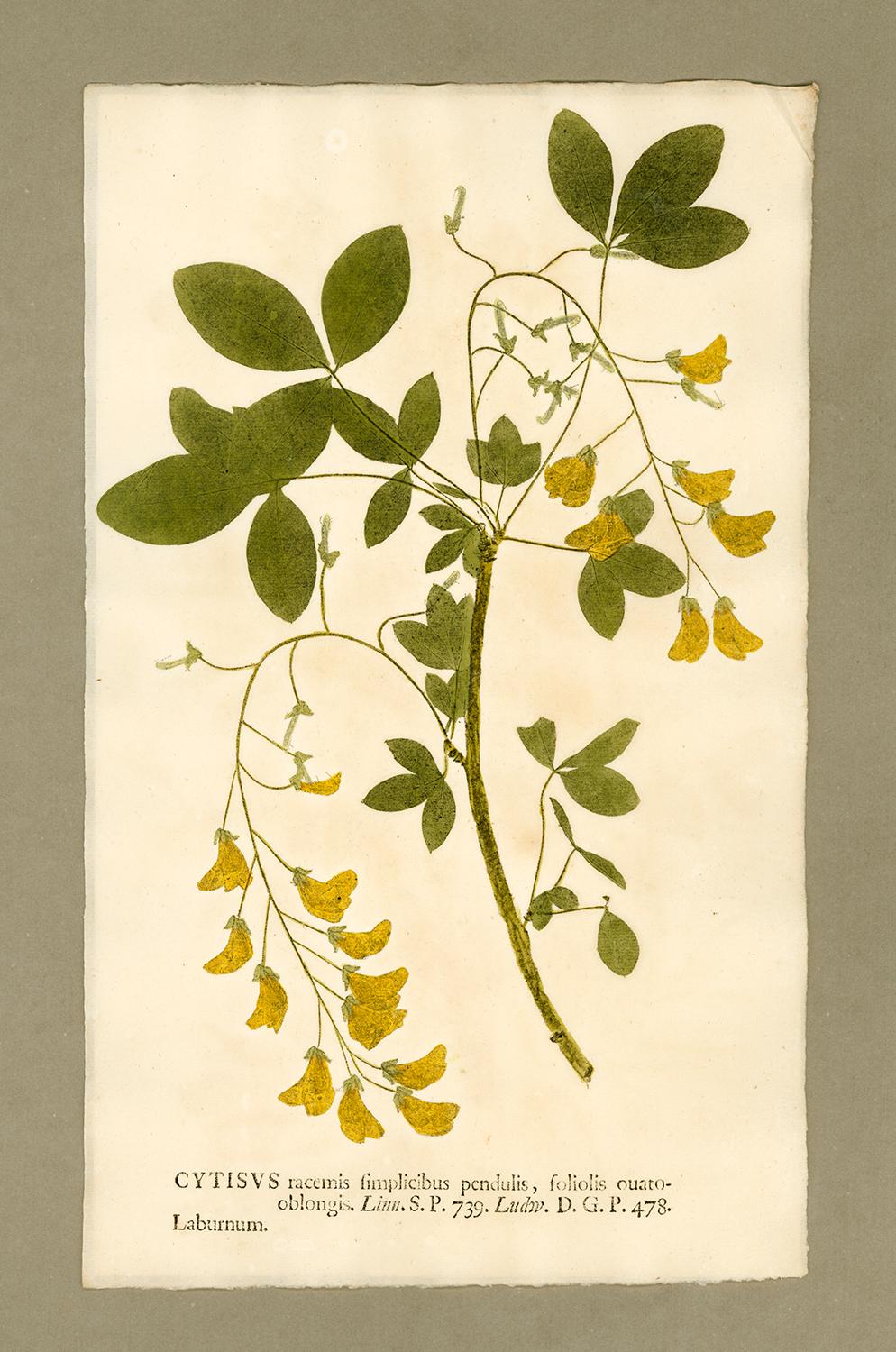 Johann Hieronymus Kniphof  Black and White Photograph - Botanica in Originali, seu Herbarium Vivum - "Nature Printed Plants" -23