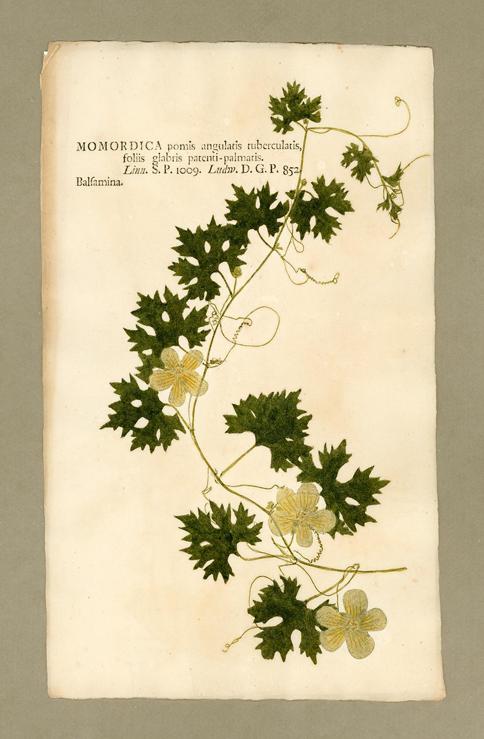 Johann Hieronymus Kniphof  Black and White Photograph - Botanica in Originali, seu Herbarium Vivum - "Nature Printed Plants" -25