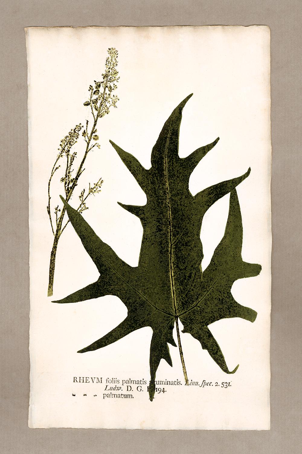 Johann Hieronymus Kniphof  Figurative Print - Botanica in Originali, seu Herbarium Vivum - "Nature Printed Plants" -5