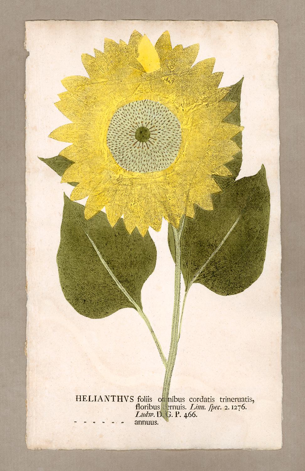 Johann Hieronymus Kniphof  Figurative Print - Botanica in Originali, seu Herbarium Vivum - "Nature Printed Plants" -6