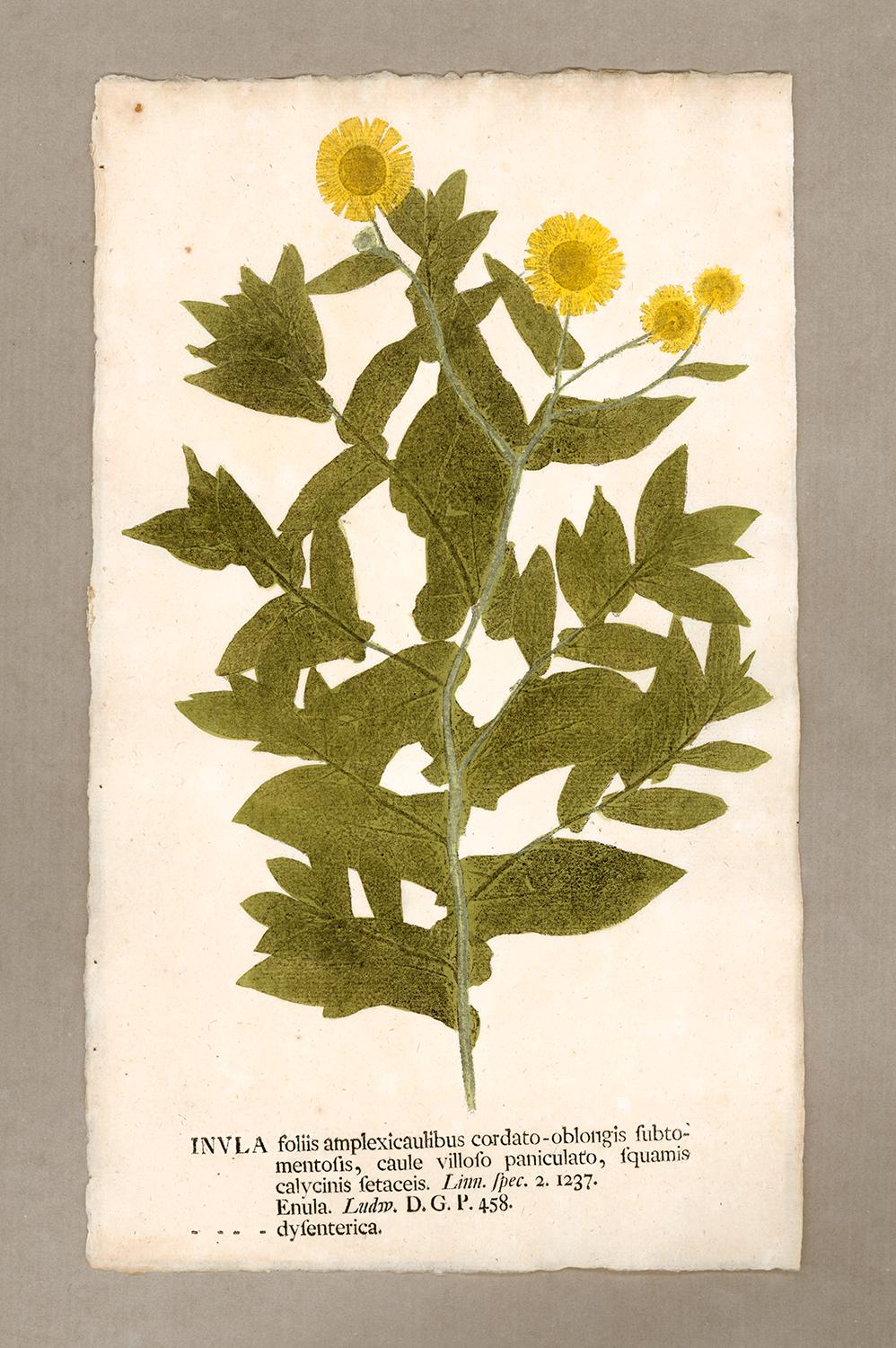 Johann Hieronymus Kniphof  Figurative Print - Botanica in Originali, seu Herbarium Vivum - "Nature Printed Plants" -7