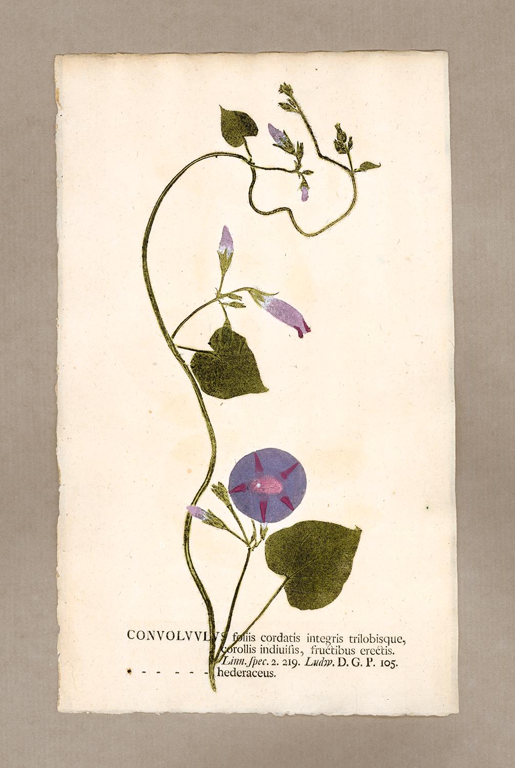 Johann Hieronymus Kniphof  Black and White Photograph - Botanica in Originali, seu Herbarium Vivum - "Nature Printed Plants" -9