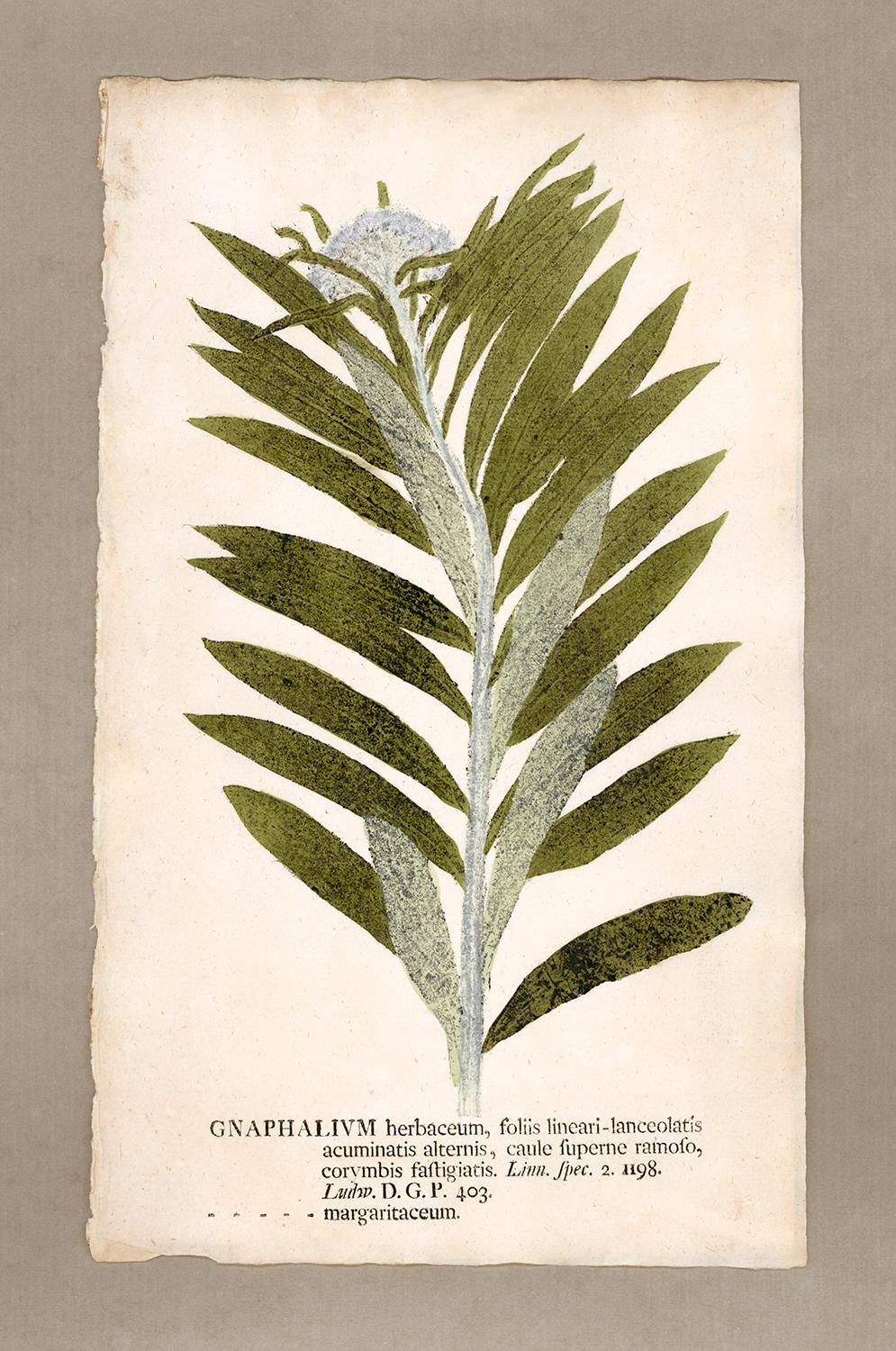 Johann Hieronymus Kniphof  Figurative Print - Botanica in Originali, seu Herbarium Vivum - "Nature Printed Plants" -1