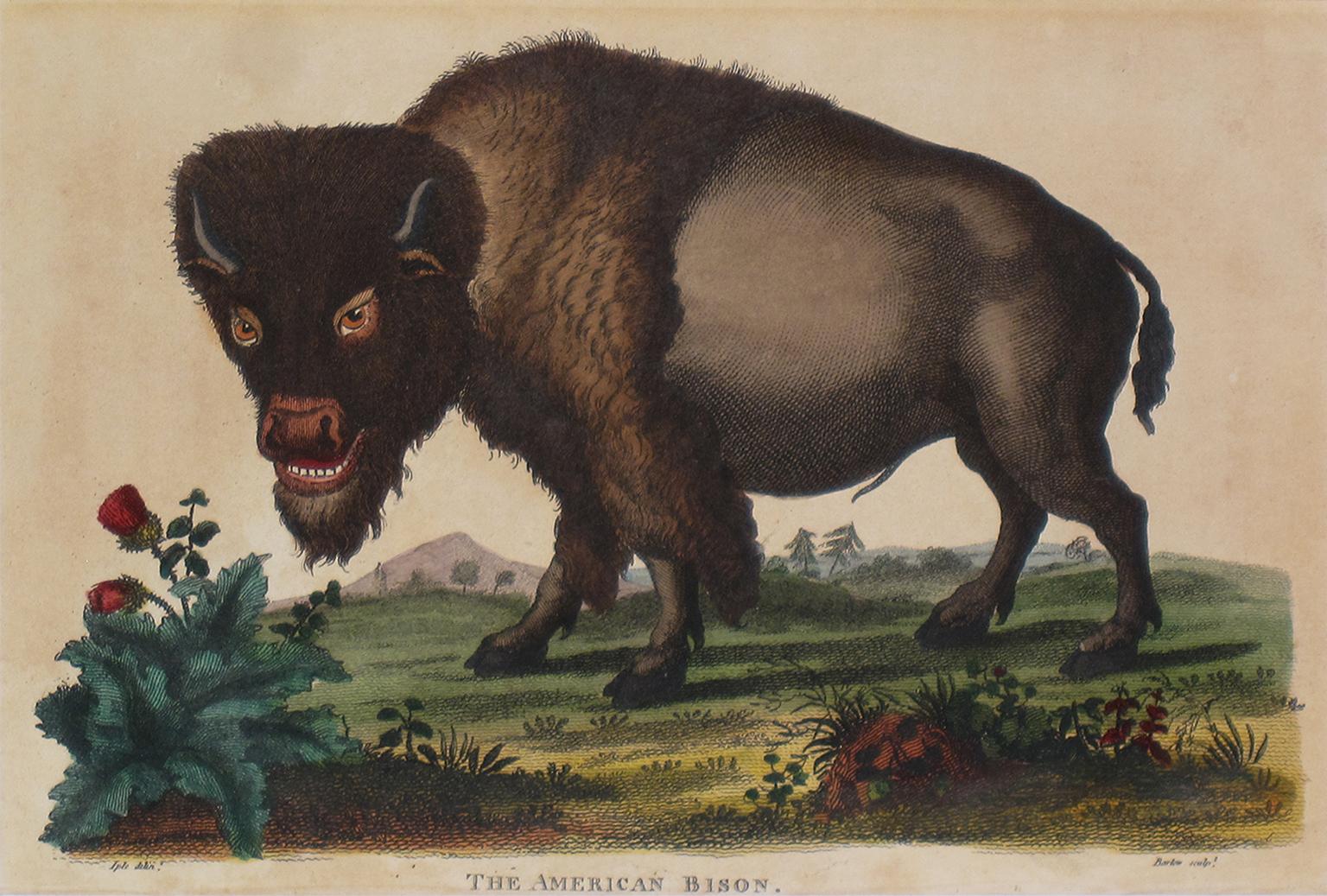 American Bison. Bison Americanus. Hand coloured copperplate engraving from a drawing by Johann Ihle from Ebenezer Sibly's "Universal System of Natural History" 1794. 

Sibly published his Universal System of Natural History in 1794 - 1796, in five