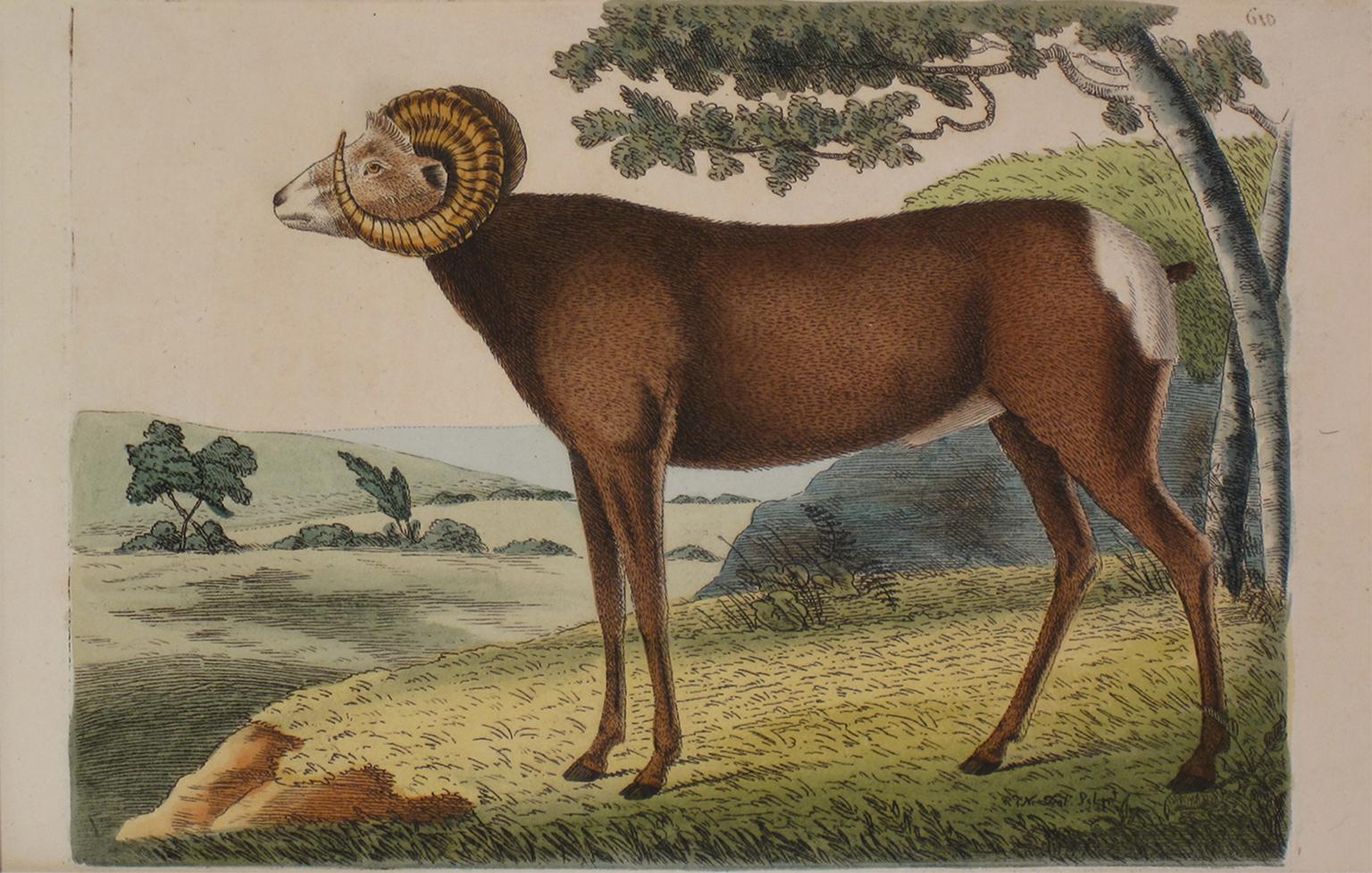 Johann Ihle Animal Print - The Antelope