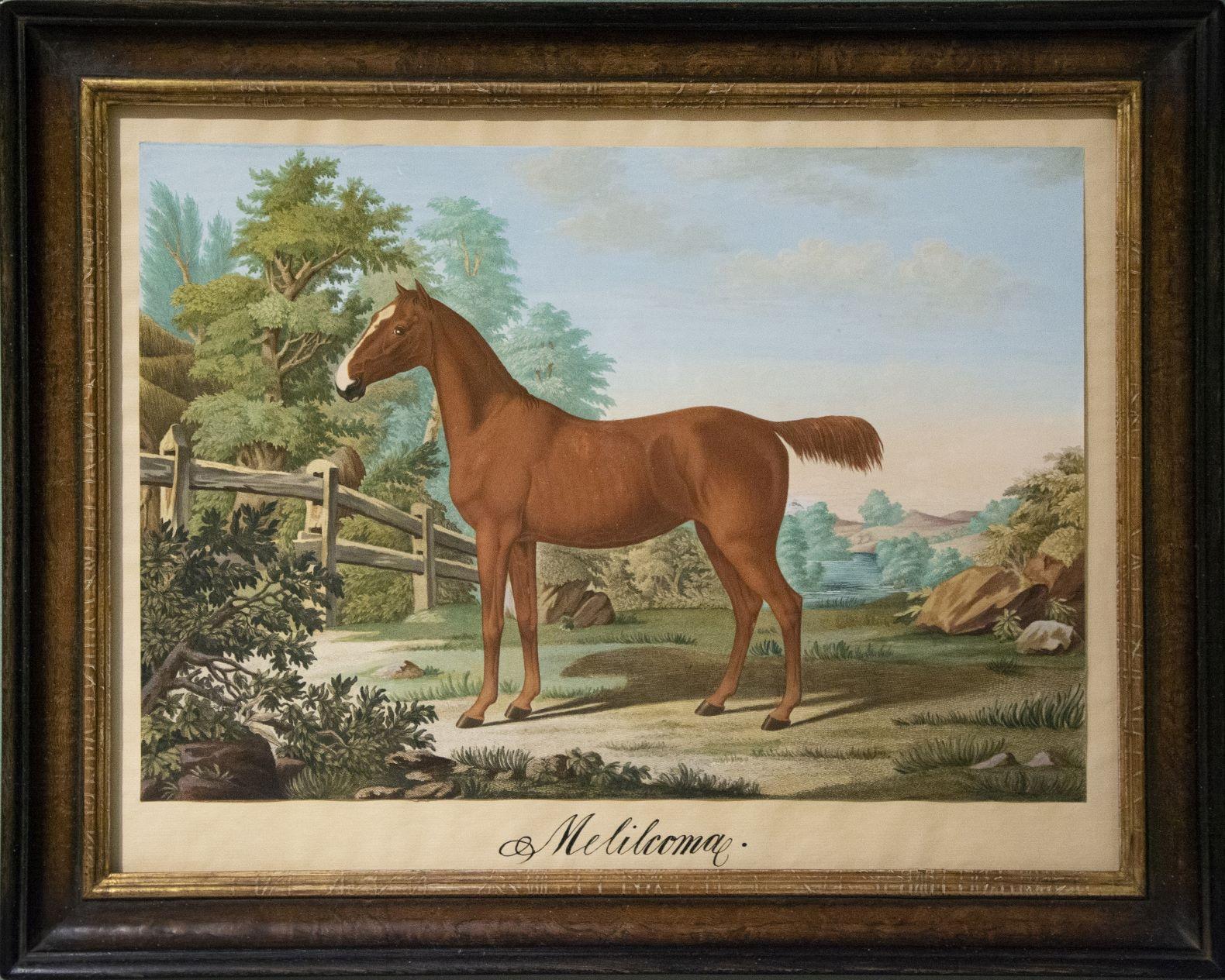 [A Pair of Horses] ‘Gentle Kitty’ and ‘Melilcoma’. - Print by Johann Meno Haas 