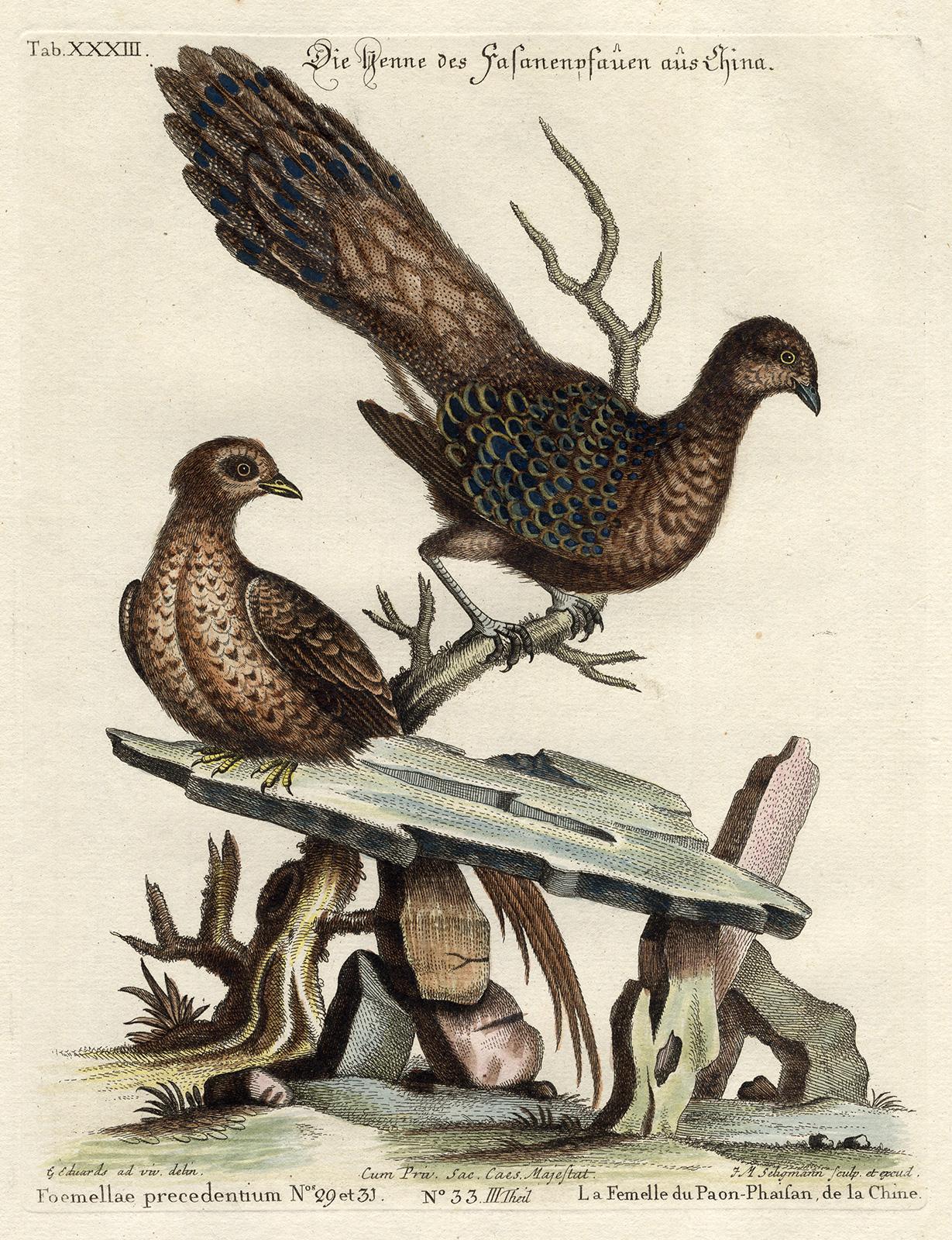 A Chinese Peacock-pheasant by Seligmann - Handcoloured etching - 18th century - Print by Johann Michael Seligmann