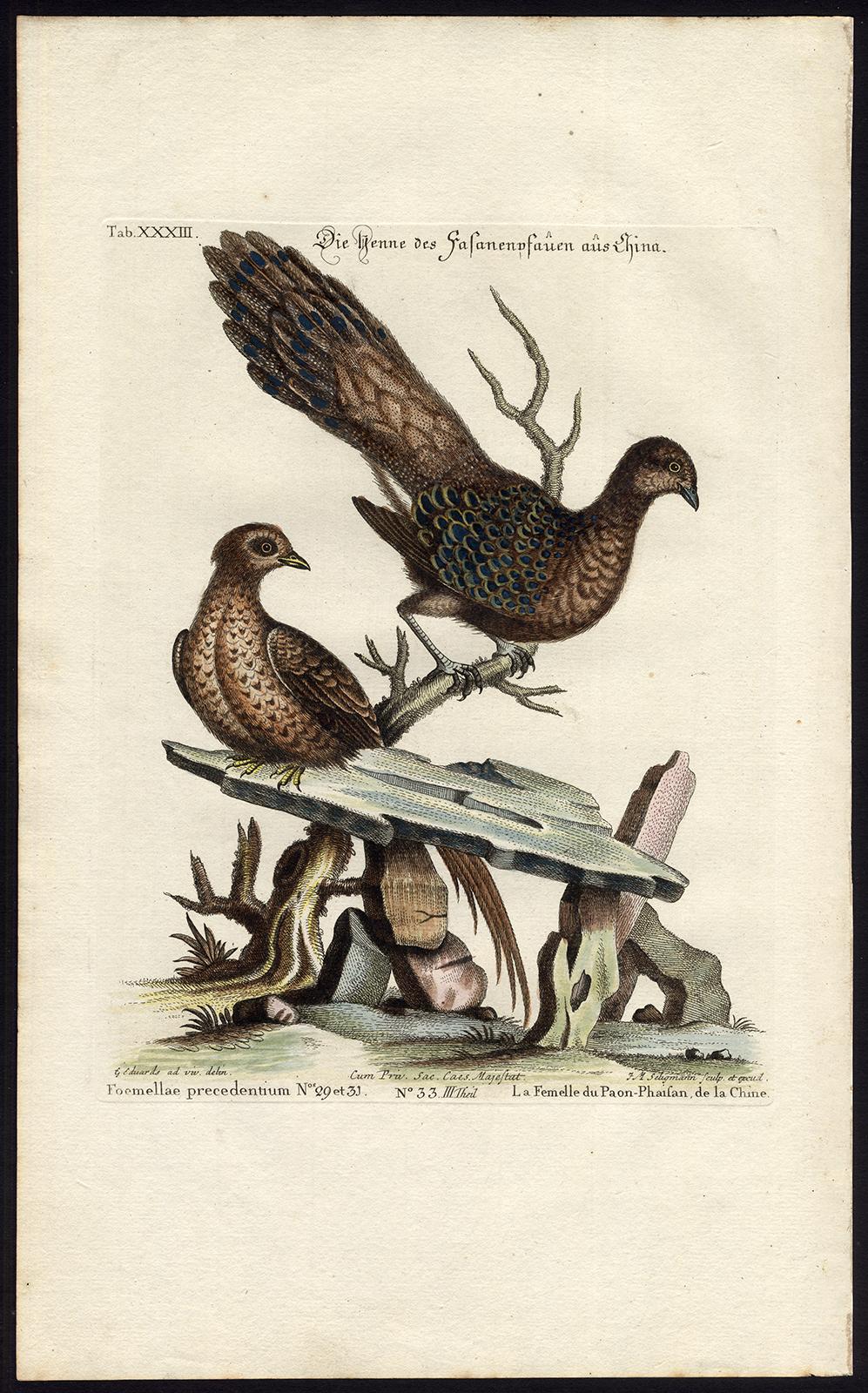 Johann Michael Seligmann Animal Print - A Chinese Peacock-pheasant by Seligmann - Handcoloured etching - 18th century