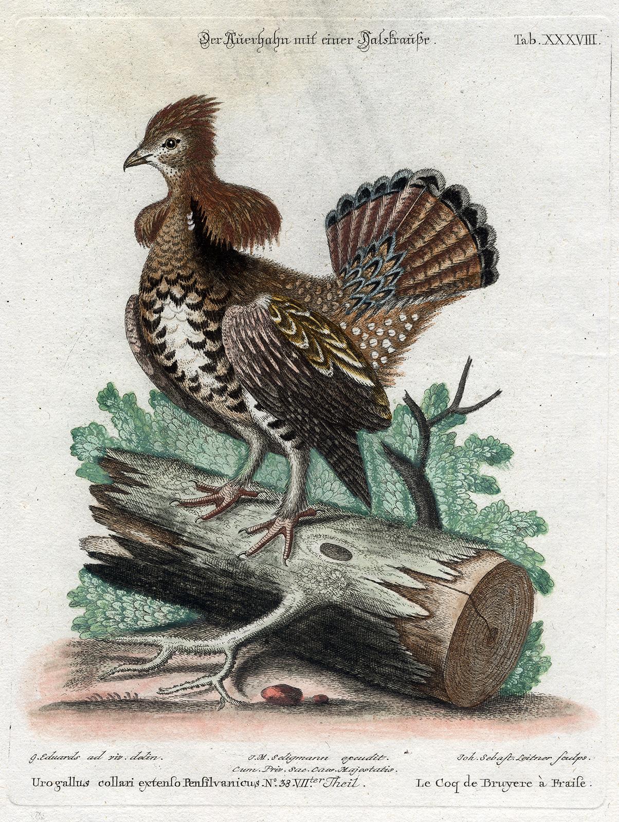 A Grouse (Ruffed Heatch-Cock) by Seligmann - Handcoloured etching - 18th century - Print by Johann Michael Seligmann