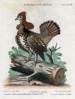 A Grouse (Ruffed Heatch-Cock) by Seligmann - Handcoloured etching - 18th century