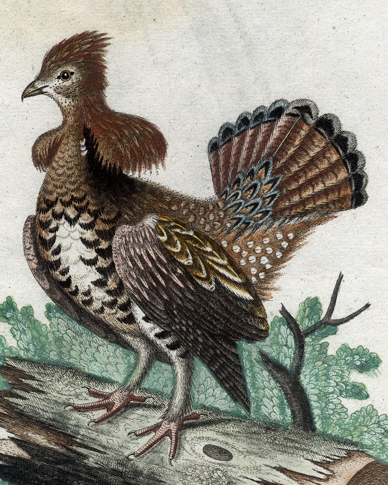 florida grouse