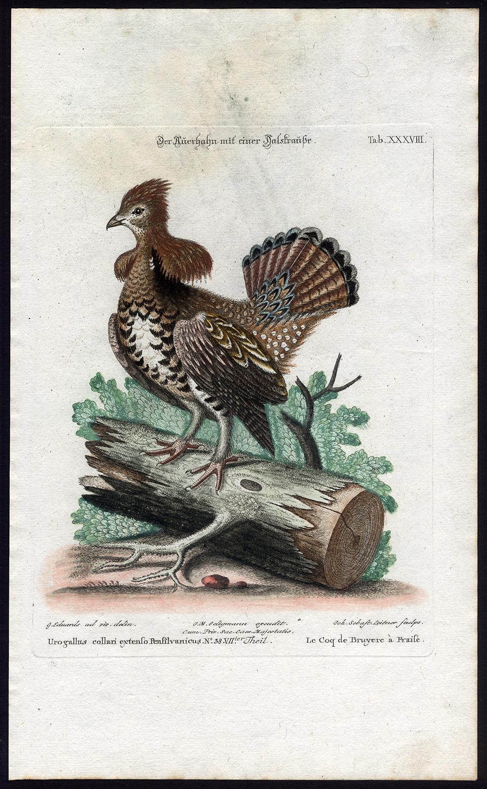 Johann Michael Seligmann Animal Print - A Grouse (Ruffed Heatch-Cock) by Seligmann - Handcoloured etching - 18th century