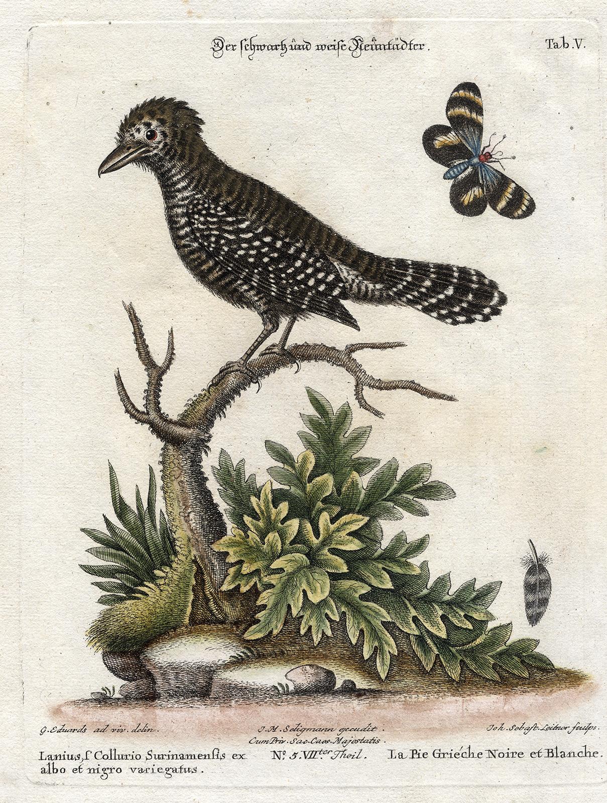 Black and White Butcher-Bird by Seligmann - Handcoloured etching - 18th century - Print by Johann Michael Seligmann