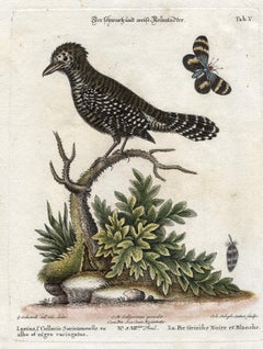 Black and White Butcher-Bird by Seligmann - Handcoloured etching - 18th century