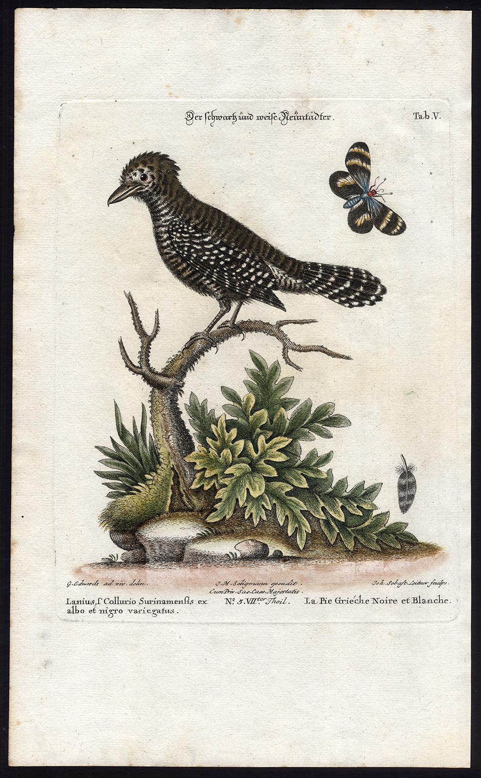 Johann Michael Seligmann Animal Print - Black and White Butcher-Bird by Seligmann - Handcoloured etching - 18th century