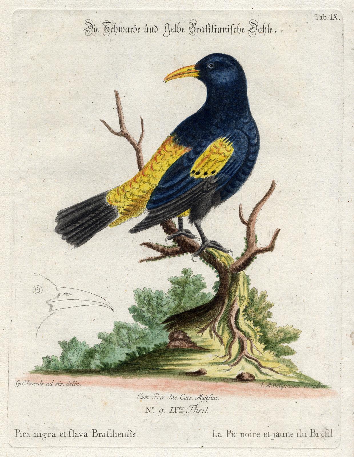 Black and Yellow Daw by Seligmann - Handcoloured etching - 18th century - Print by Johann Michael Seligmann