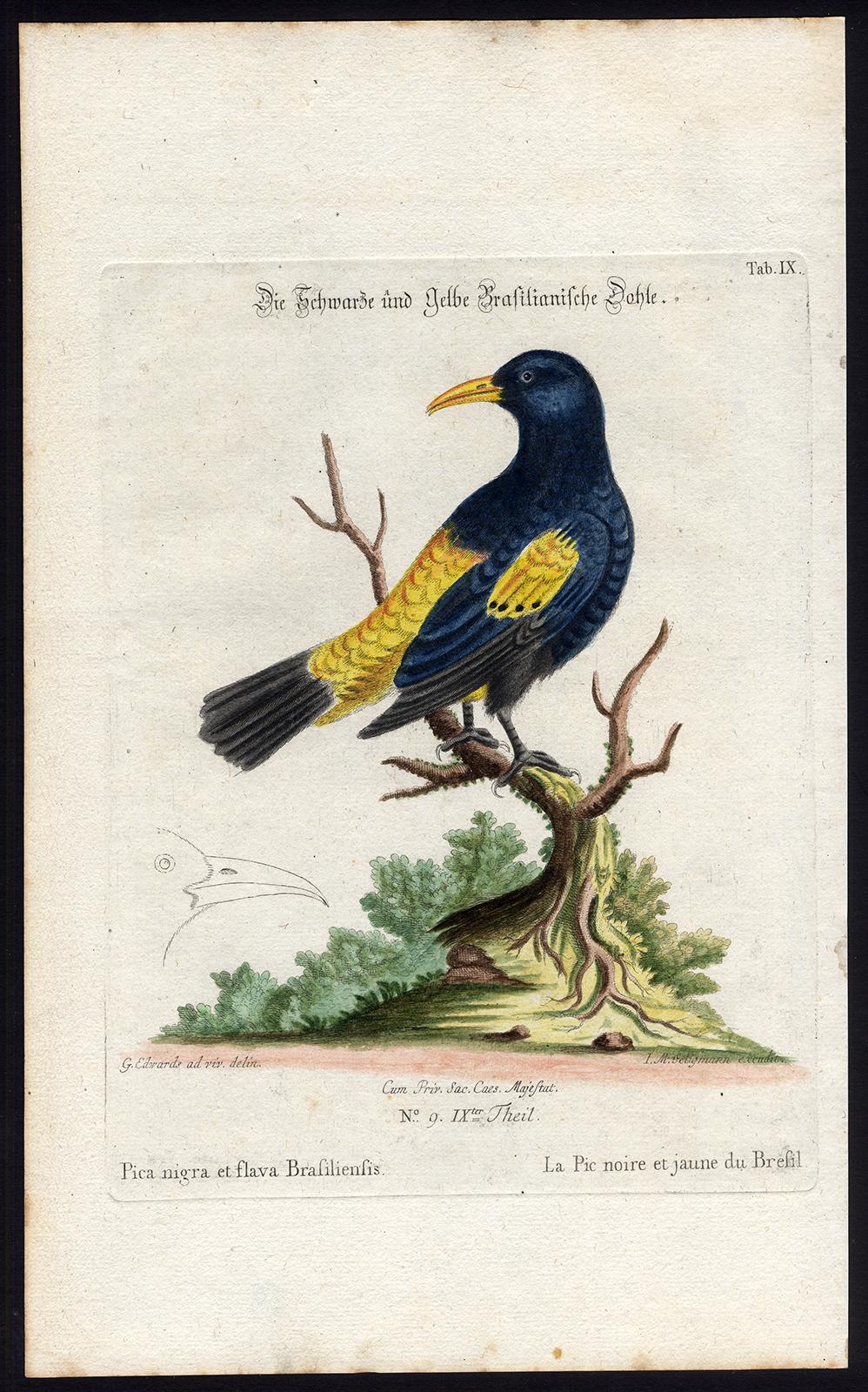 Johann Michael Seligmann Animal Print - Black and Yellow Daw by Seligmann - Handcoloured etching - 18th century