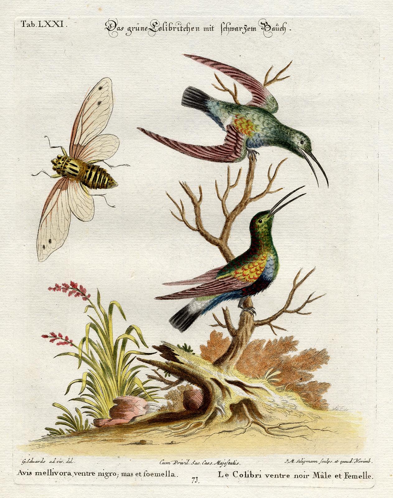 Black-Bellied Green Hummingbird by Seligmann - Handcoloured - 18th century - Print by Johann Michael Seligmann