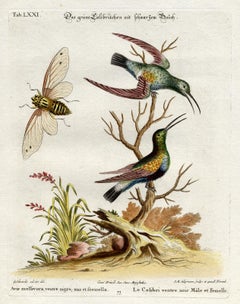 Black-Bellied Green Hummingbird by Seligmann - Handcoloured - 18th century