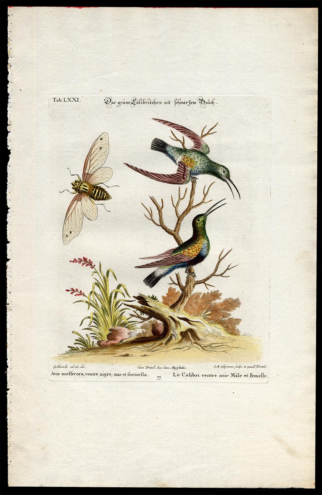 Johann Michael Seligmann Animal Print - Black-Bellied Green Hummingbird by Seligmann - Handcoloured - 18th century