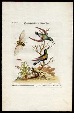 Antique Black-Bellied Green Hummingbird by Seligmann - Handcoloured - 18th century