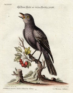 Blue Rock Thrush by Seligmann - Handcoloured etching - 18th century