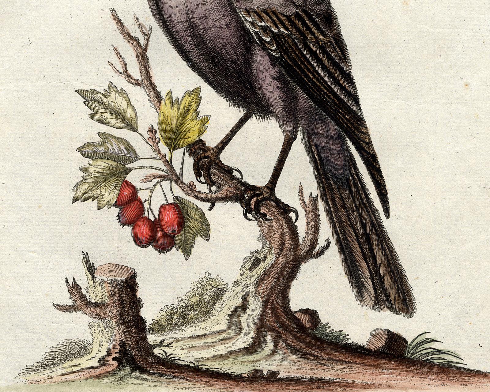 Blue Rock Thrush by Seligmann - Handcoloured etching - 18th century - Old Masters Print by Johann Michael Seligmann